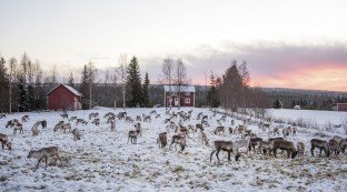 Vasternorrland Region